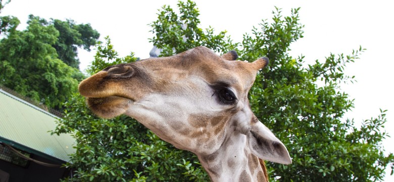 To już druga śmierć żyrafy w poznańskim zoo. Dyrekcja ostrzega, że osoby dokarmiające będą pozywane do sądu