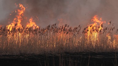 Kolejny dzień gaszenia pożaru w Biebrzańskim Parku Narodowym