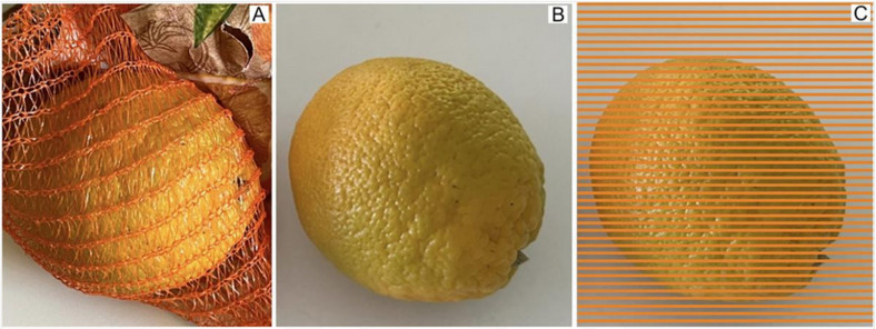 Niedojrzałe zielone pomarańcze (A) w obrębie pomarańczowej siatki, (B) w widoku indywidualnym oraz (C) z tzw. „siatką Munkera”