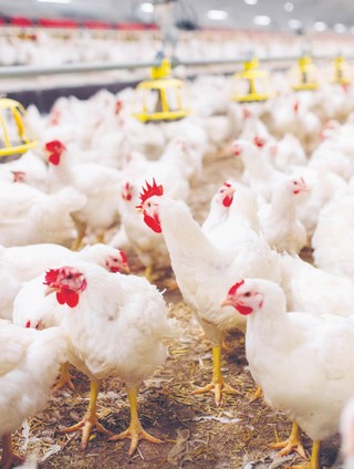 Drób z Ukrainy wciąż można przywozić do całej UE. Trudna sytuacja polskich hodowców