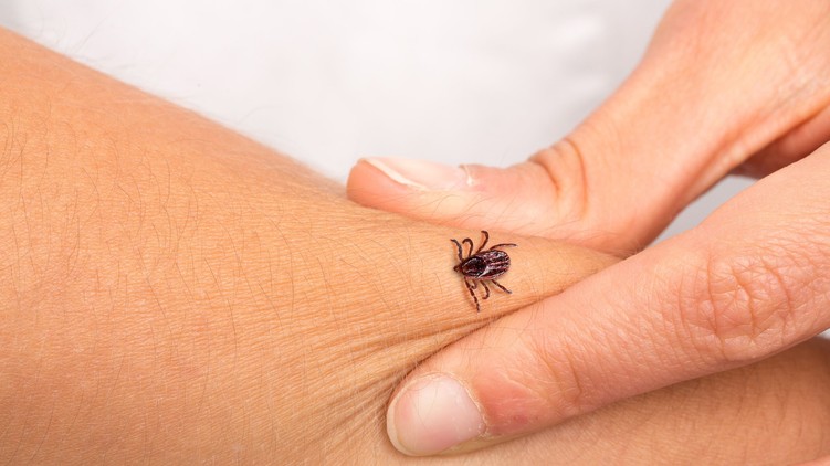 lyme-kór folt nő tünet