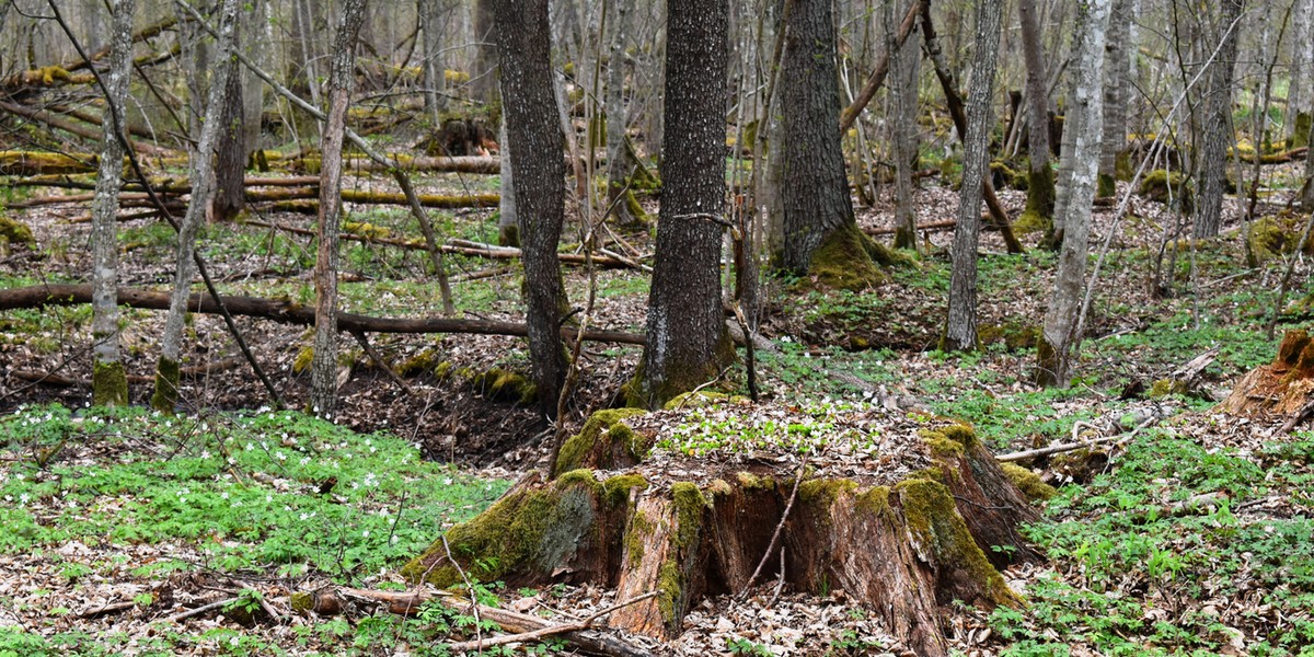 Puszcza Białowieska