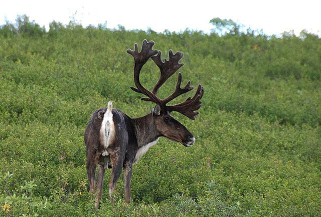 Galeria USA - Alaska - Park Narodowy Wrót Arktyki, obrazek 14