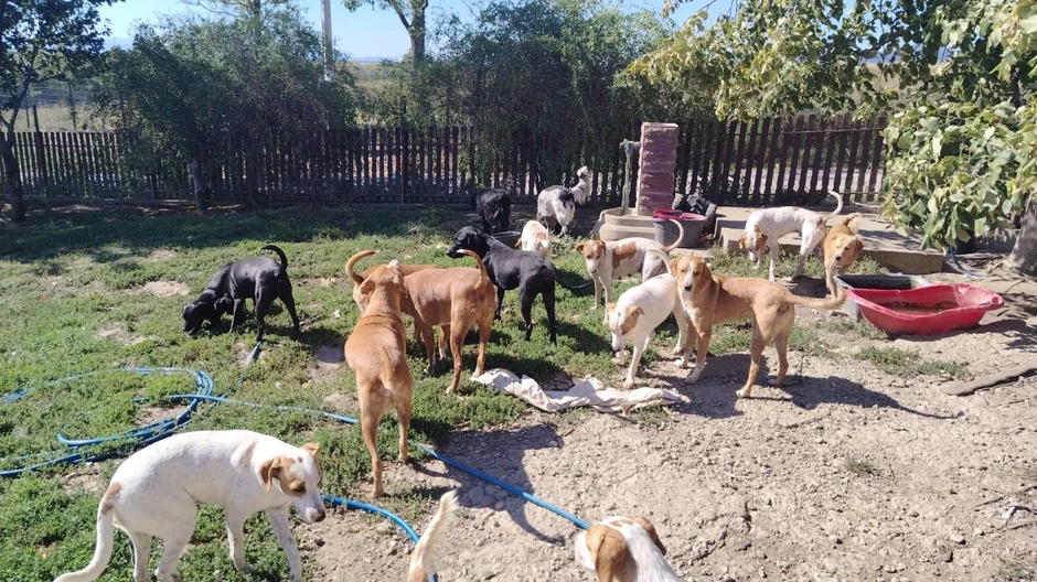 U dvorištu Dimitrijevića psi su različitih rasa i uzrasta