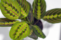 2. Maranta