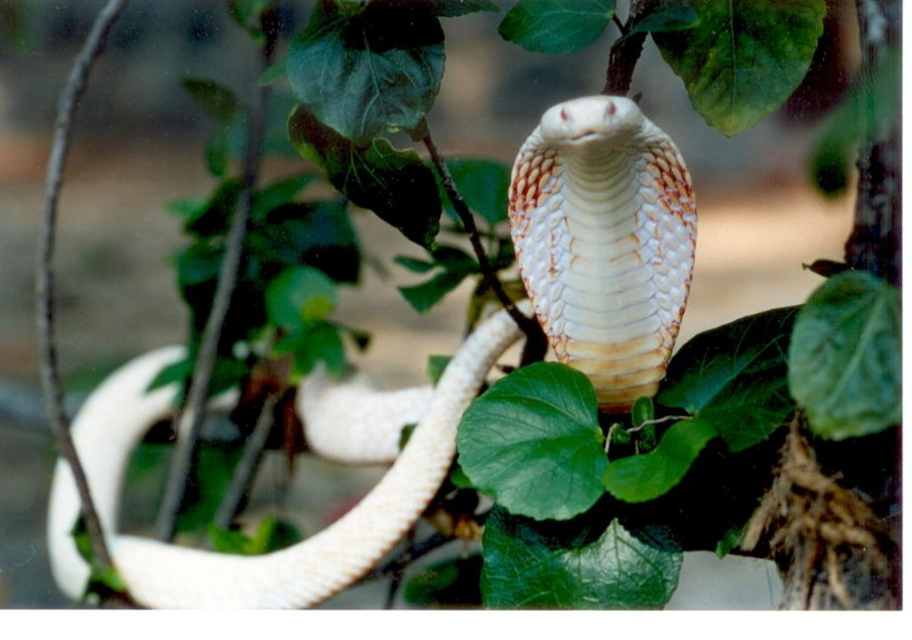 Kobra albinos