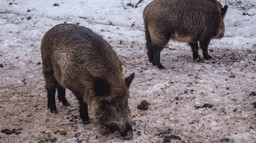 Program zwalczania ASF na 2022 r. przewiduje m.in. finansowanie odstrzału dzików