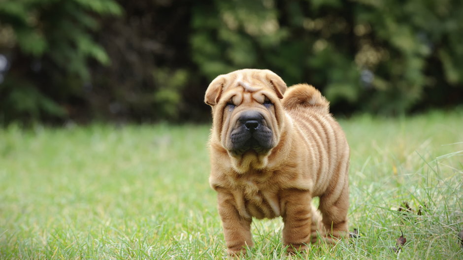 Shar pei