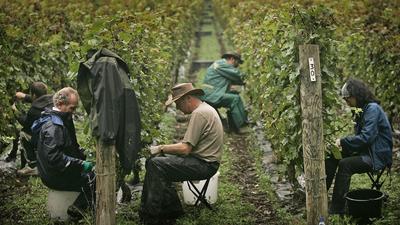 Grape Harvest begins At UK'S Award Winning Vineyard