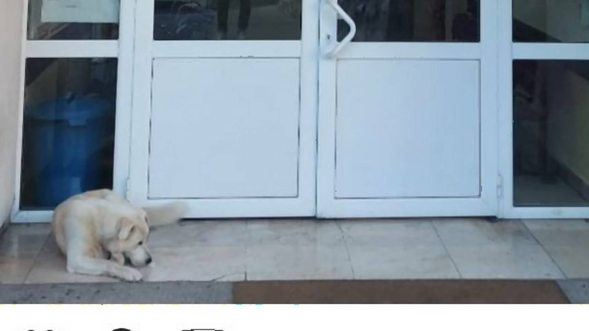 Pas na Cetinju danima čeka vlasnika ispred bolnice