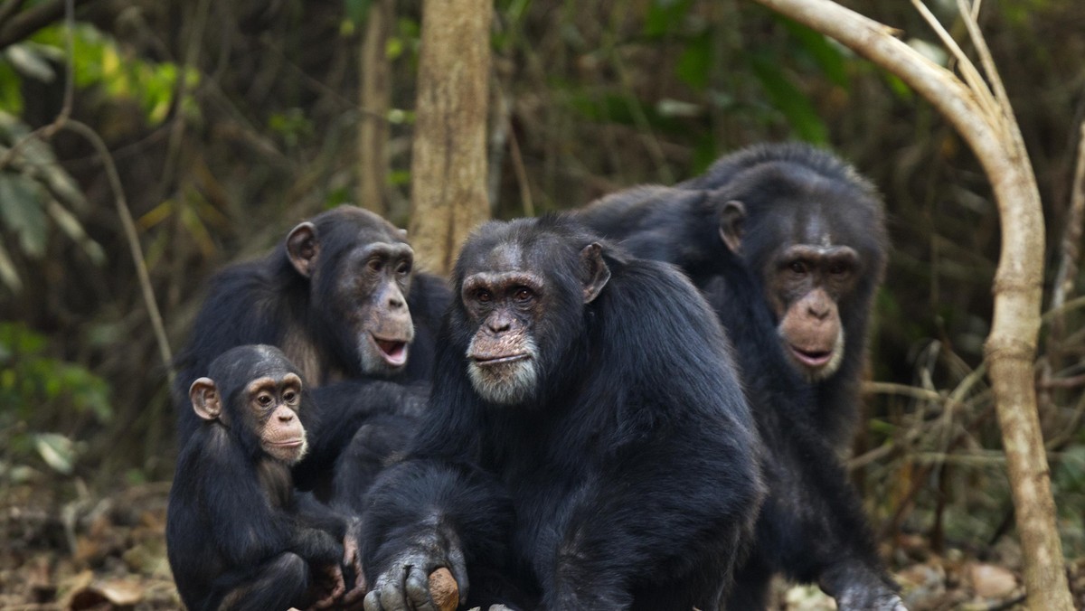 WESTERN CHIMPANZEE