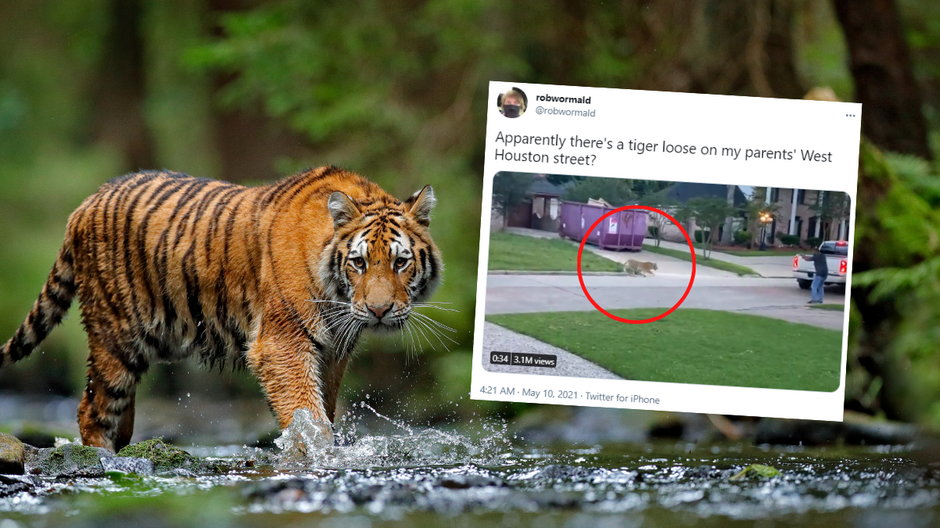 Po podwórku w mieście Huston w Teksasie spacerował tygrys