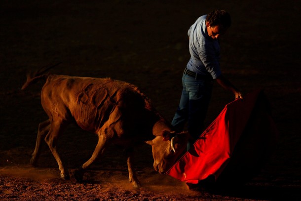 Spanish bullfighter Rafael Tejada performs a pass to a heifer during a tentadero at Reservatauro R