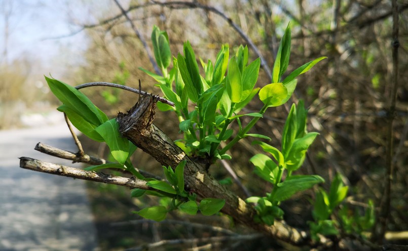 Zdjęcie wykonane Huaweiem P20 Pro