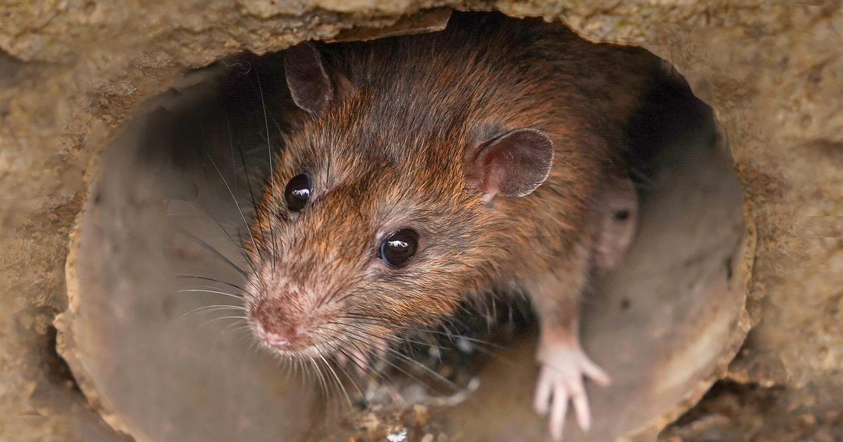 Szczur "wielkości kota" zaatakował dziecko we śnie. Dwulatek walczy o życie