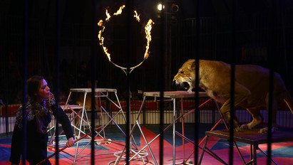 Ennyi volt: többet nem láthatunk vadállatokat a cirkuszban