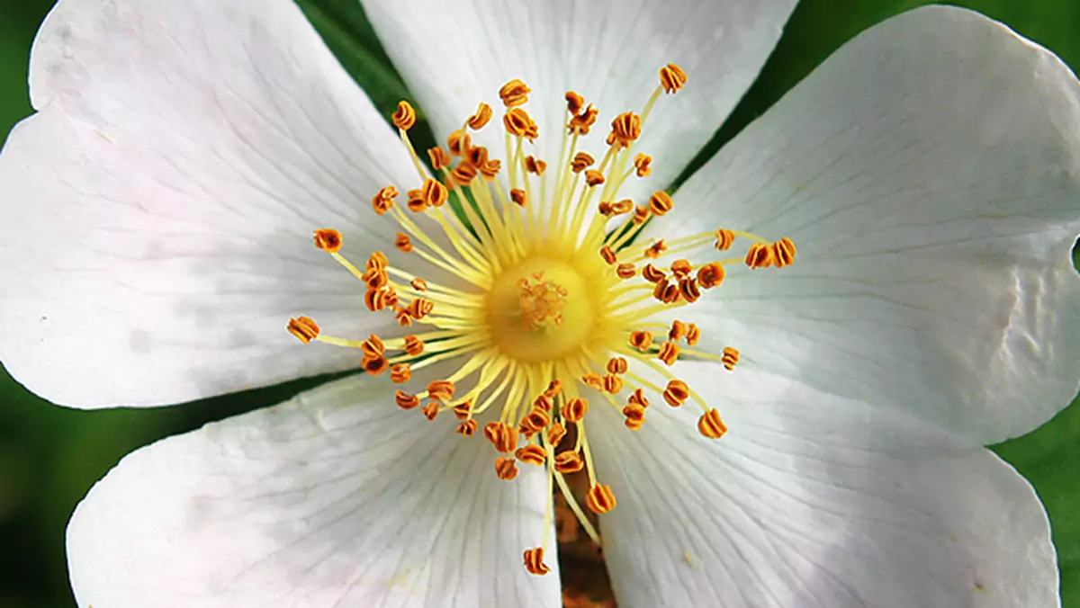 Canon zwraca kasę wielbicielom fotografii makro