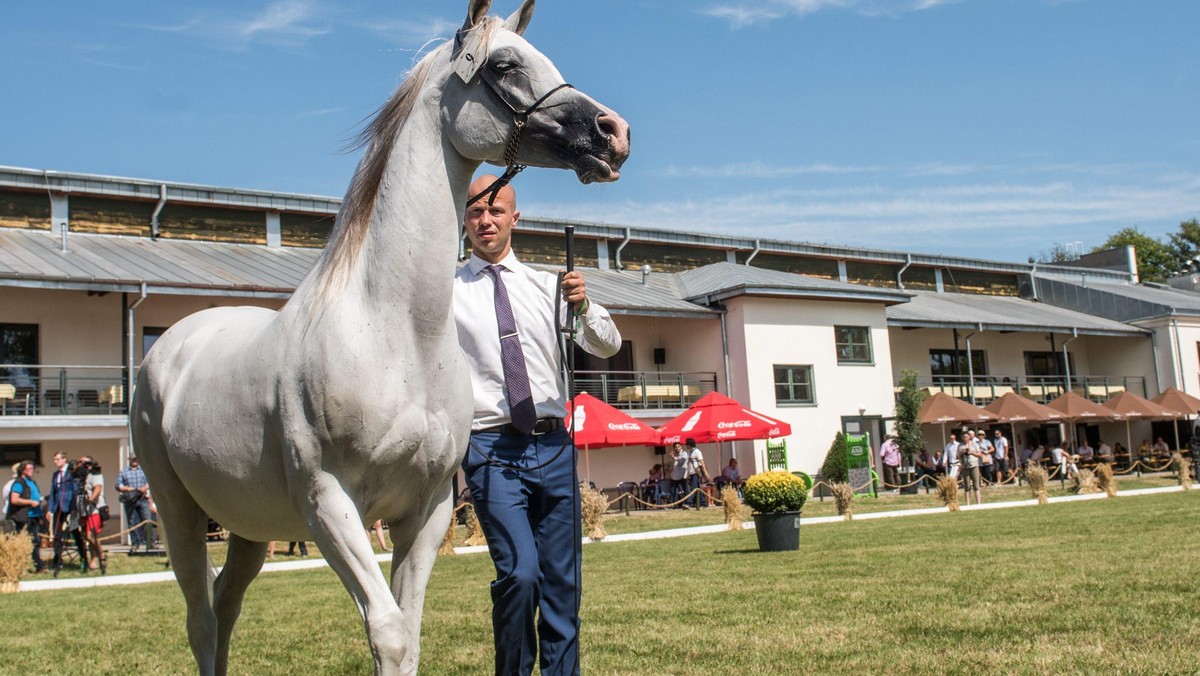 janów podlaski koń arab krwi arabskiej klacz