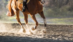 Wyższy VAT na sprzedaż koni? Minister rolnictwa mówi stanowcze 'NIE'