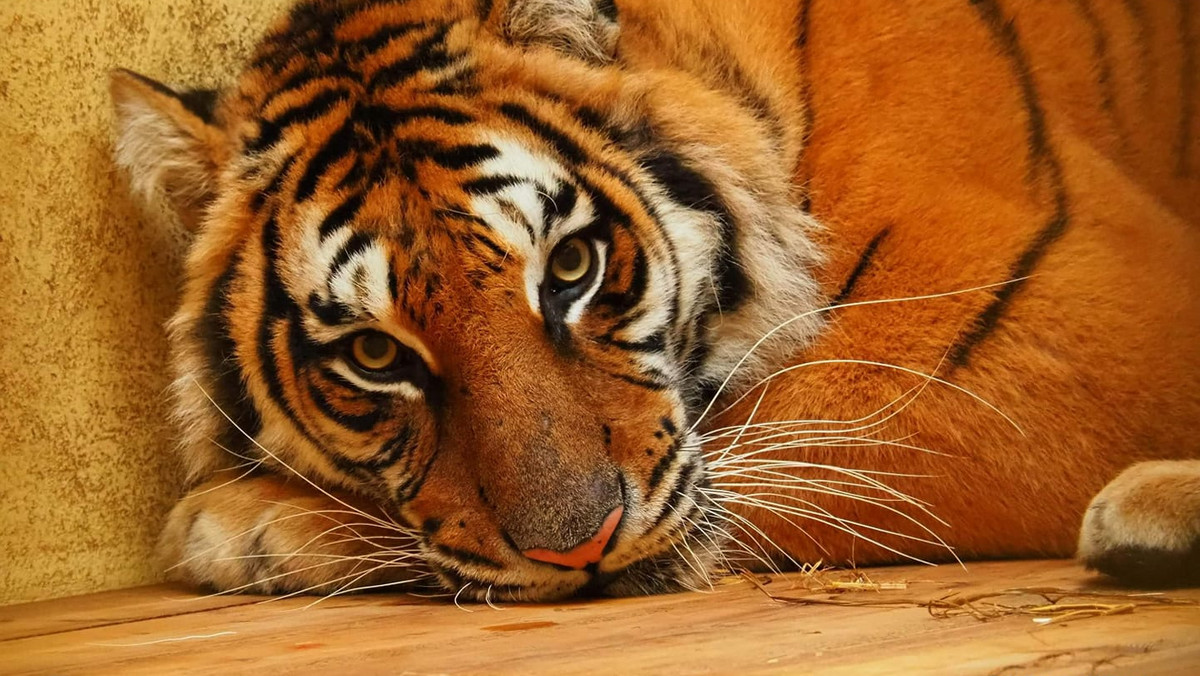 Uratowane tygrysy pomogą w zbiórce pieniędzy na WOŚP. Wyjątkowa licytacja