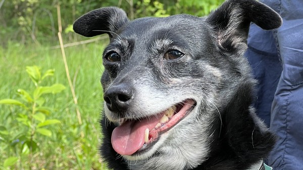 Brunon, lat kilkanaście, w razie potrzeby też będzie mógł skorzystać z pomocy na SOR