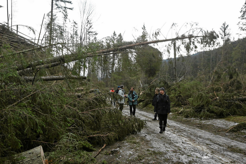 Tatrzański Park Narodowy poinformował, że wiatr halny powalił kilkadziesiąt tysięcy metrów sześciennych drzew - podaje TVN24.