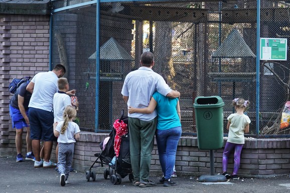 (FOTO) ZVEZDA BEO ZOO VRTA DOBILA JE KONKURENCIJU! Prvo kamila, sad alpaka, a evo zašto ni nju, ni njene roditelje ne treba da gledate u oči