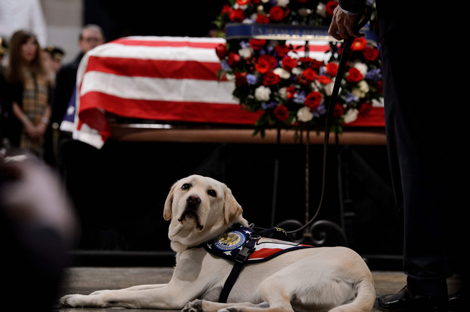 Czworonożni przyjaciele prezydentów USA: Sully (pies George'a H. Busha)