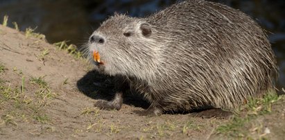 Nutria miała problem z zębami. Z pomocą przyszła fundacja