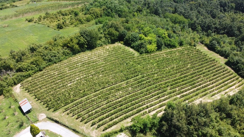 Domaćinu Radoslavu za samo par minuta oluja uništila ceo ovogodišnji rod 