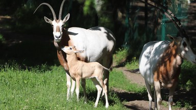 W gdańskim zoo urodziło się niezwykłe zwierzę. Gatunek na wolności nie występuje