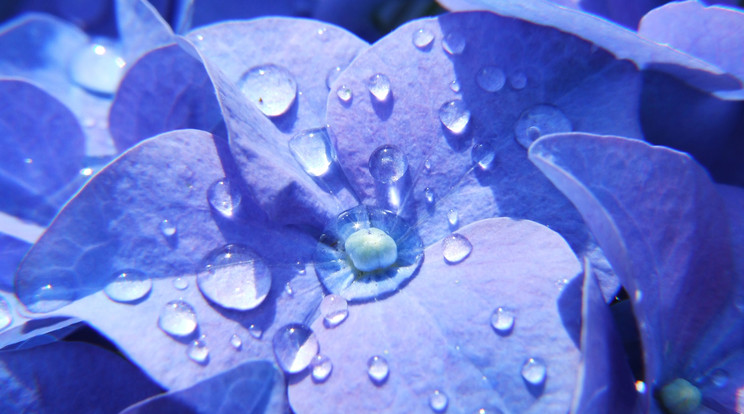 Így lesz kék a hortenzia virága /Fotó: Northfoto