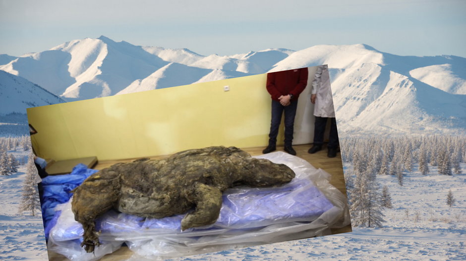 Rozmrożono nosorożca włochatego, który przebywał ok. 25-40 tys. lat w wiecznej zmarzlinie na Syberii