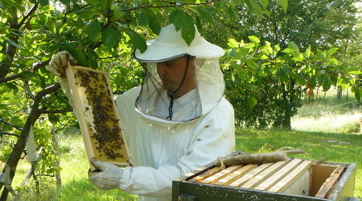 Petrovics Istvánnak az életveszélyes méhtámadás előtt szenvedélye volt a méhészkedés / Fotó: Blikk