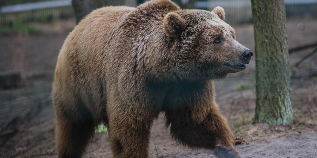 Poznańskie zoo zbiera pieniądze na budowę azylu dla zwierząt uratowanych z cyrku i nielegalnych hodowli