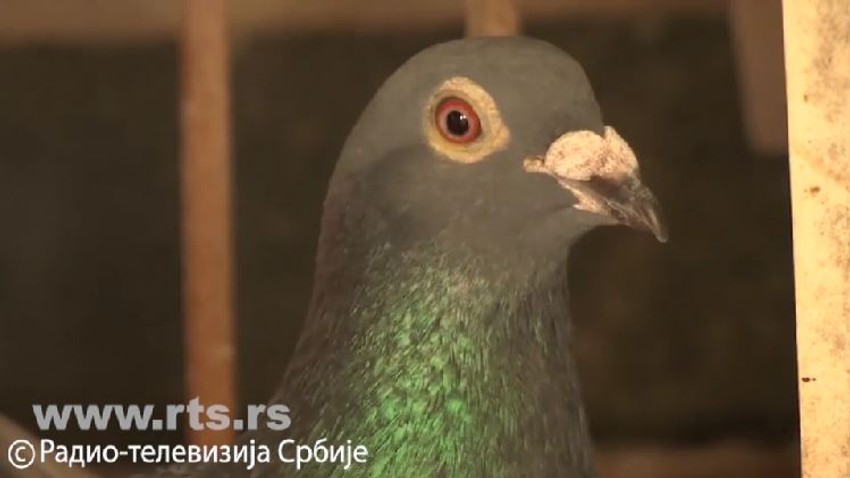 Golub pismonoša, maratonac iz Mačve