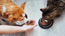 Mivel etessük házi kedvencünket? Ez a különbség a kutya és a macska táplálásában