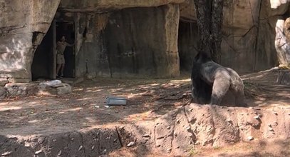 Groza w Zoo. Goryl Elmo na oczach widzów polował na opiekunów! FILM