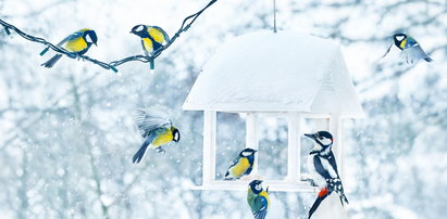 Co trzeba wiedzieć o dokarmianiu ptaków zimą