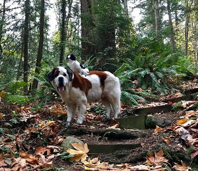 giant-saint-bernard-carries-tiny-dog-blizzard-lulu-david-mazzarella-5