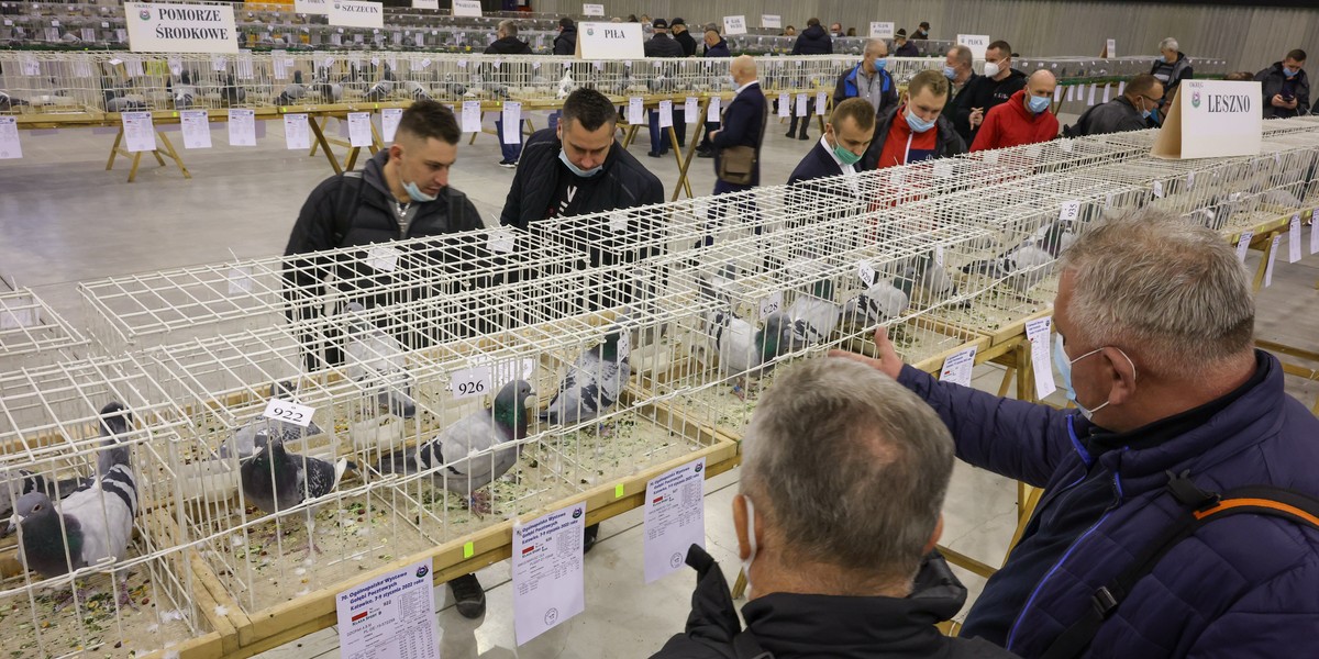 W MCK w Katowicach odbywają się targi gołębi. Impreza potrwa do niedzieli