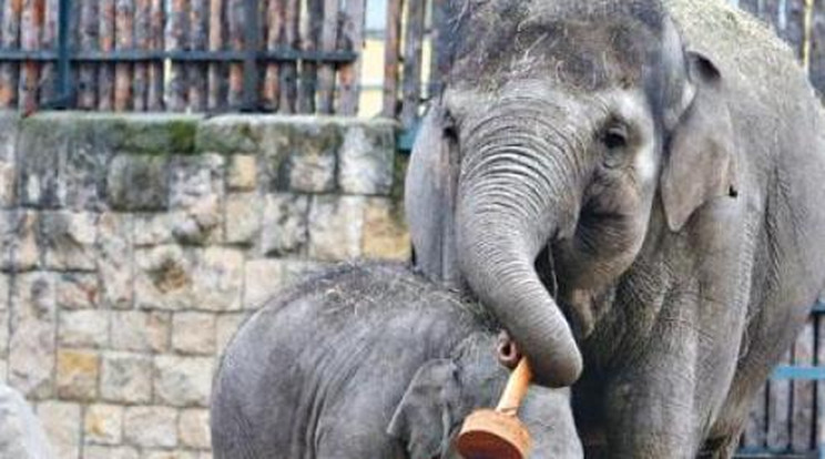 515 kilósra hízott a szülinapos elefántbébi