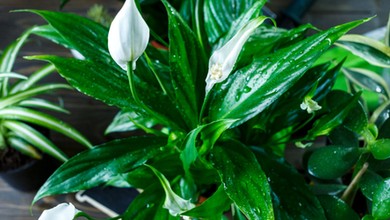 Wlewam 1 szklankę tego, a żółknący skrzydłokwiat rośnie szybciej niż kiedykolwiek