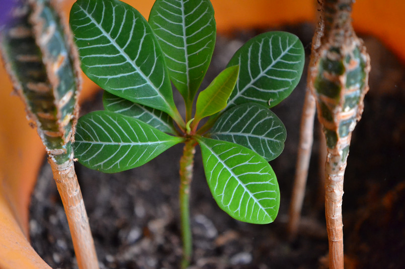 Leaves,Of,Madagascar,Jewel,(euphorbia,Leuconeura)