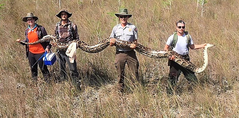 Rekordowo wielki pyton znaleziony na Florydzie