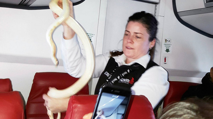 Egy utaskísérő bátran megragadta az állatot / Fotó: MTI