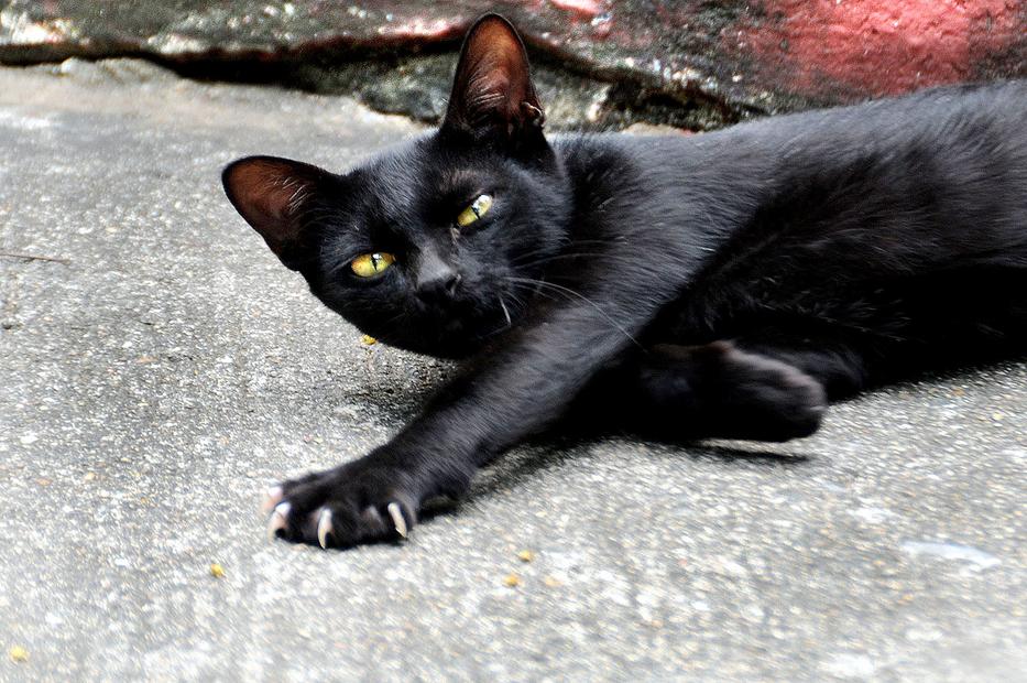 És akkor meglátta a halott fekete macskát!