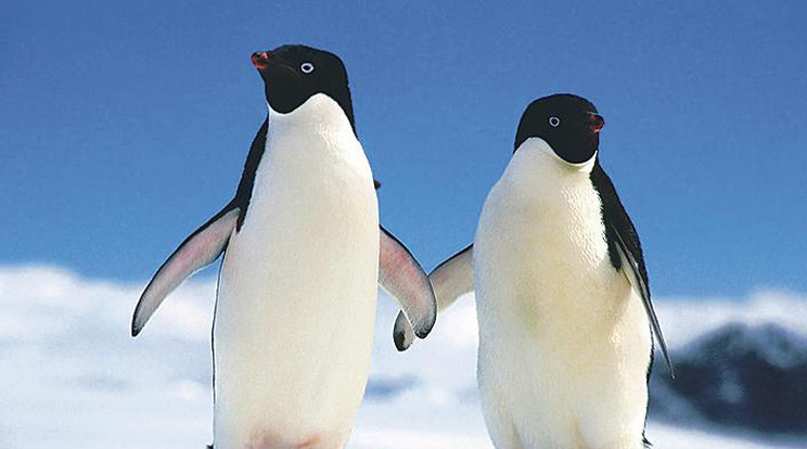Szerelmes pingvinek/Fotó: Thinkstock