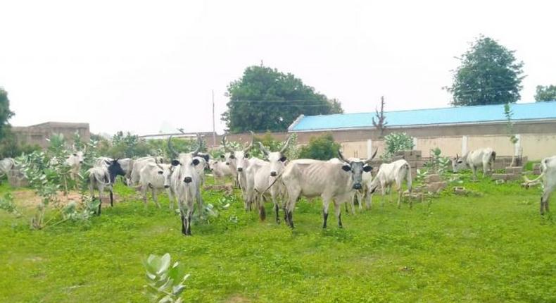 Police engage bandits in a shootout, recover 36 rustled cows in Katsina. [NAN]