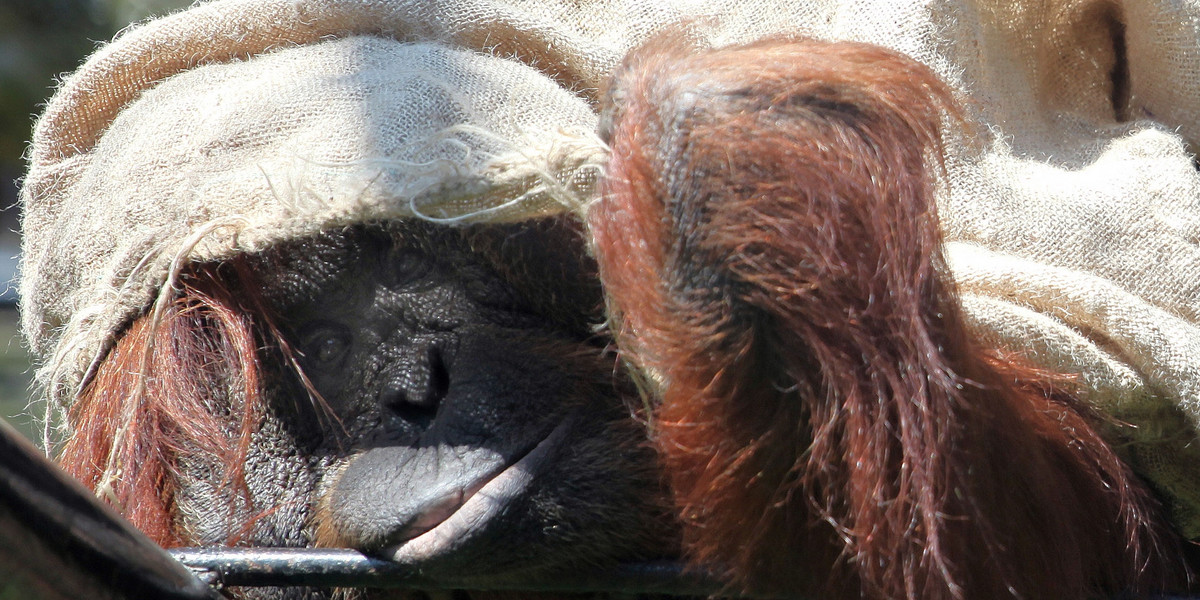 Orangutan Albert (41 l.): Nie ma mnie dla nikogo!